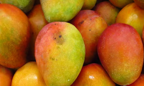 Mango